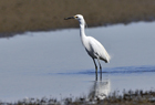Little Egret4.jpg